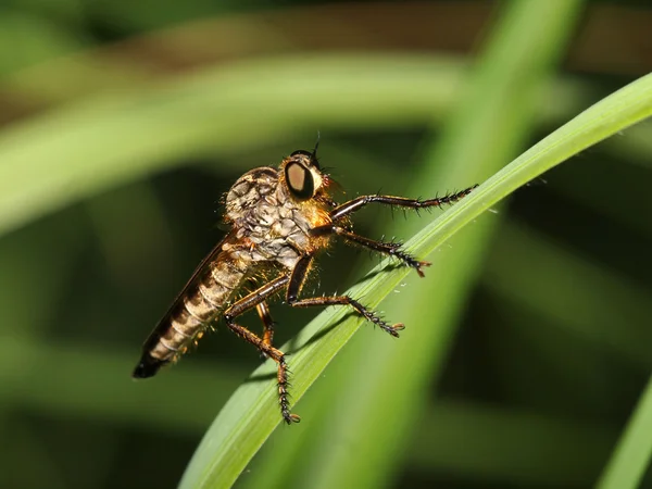 Κοντινό πλάνο robberfly — Φωτογραφία Αρχείου