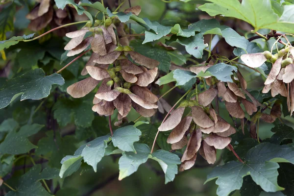 Detailní záběr Acer pseudoplatanus — Stock fotografie