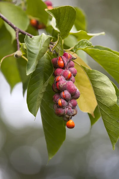 Magnolia seeds — Stock Photo, Image