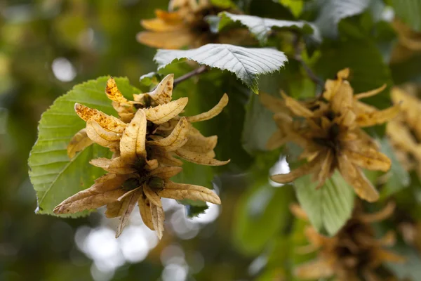 Semillas de otoño en un árbol — Foto de Stock