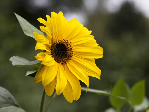 Sunflower — Stock Photo, Image