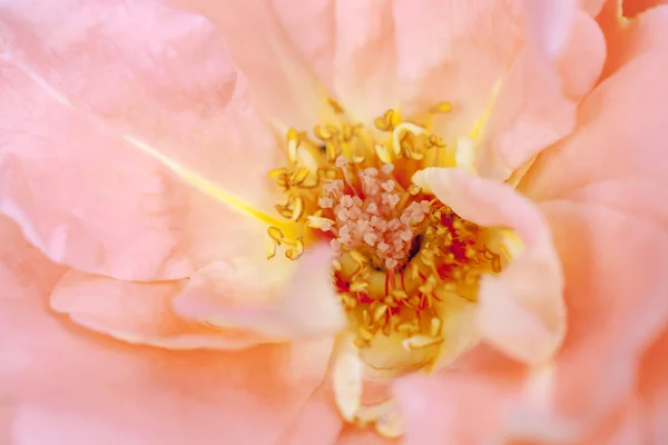 Wild rose — Stock Photo, Image