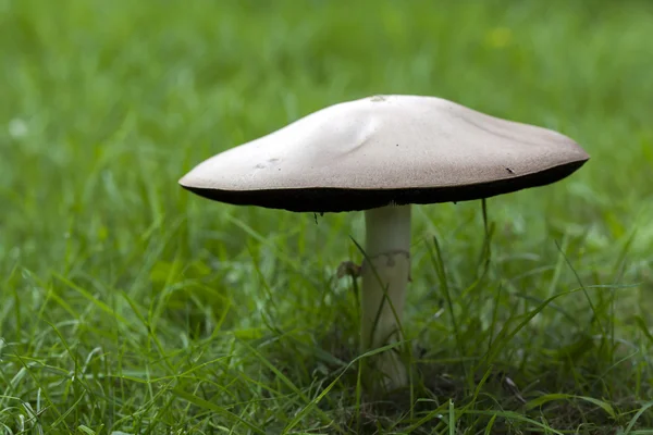 Mushroom — Stock Photo, Image