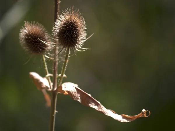 Nahaufnahme von Distel — Stockfoto