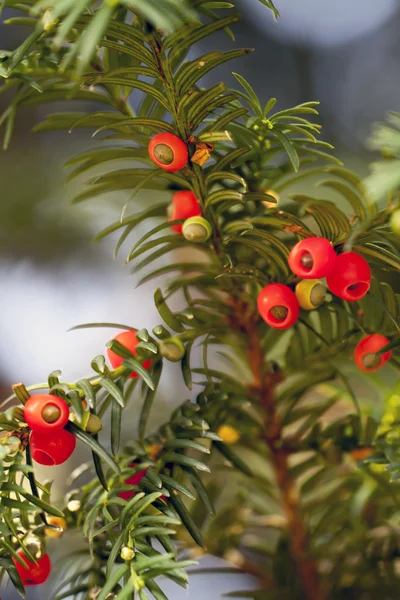 Taxus — Stock Photo, Image