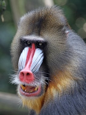Mandrill'di