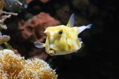 Yellow trunkfish clipart