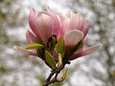 pembe Manolya