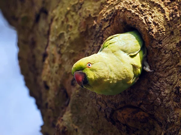 Psittacula krameri — Foto Stock