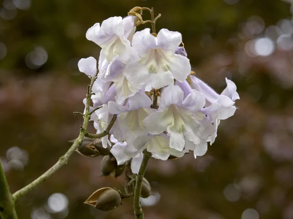 Paulownia tomentosa — Stockfoto