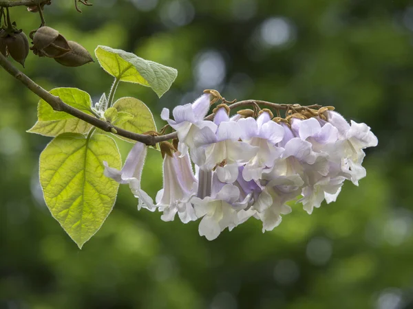 Paulownia tomentosa — Stock Photo, Image