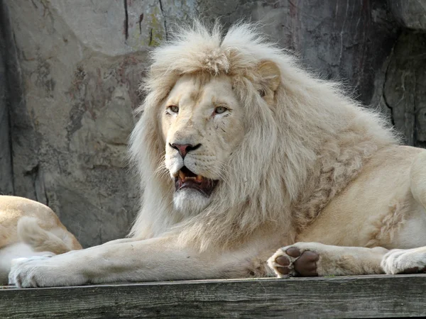 White Lion — Stock Photo, Image