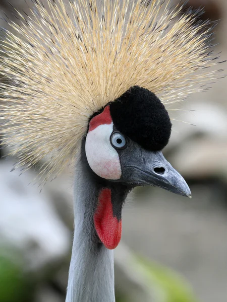 Crane bird — Stock Photo, Image