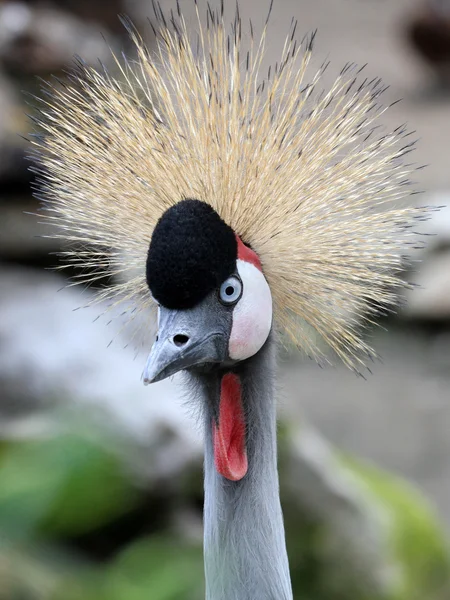 Crane bird — Stock Photo, Image