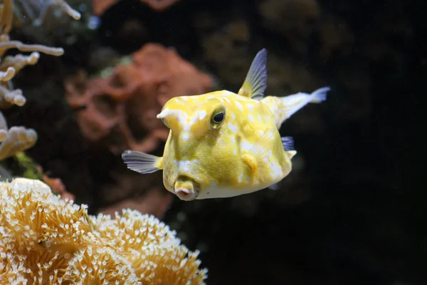 Yellow trunkfish — Stock Photo, Image