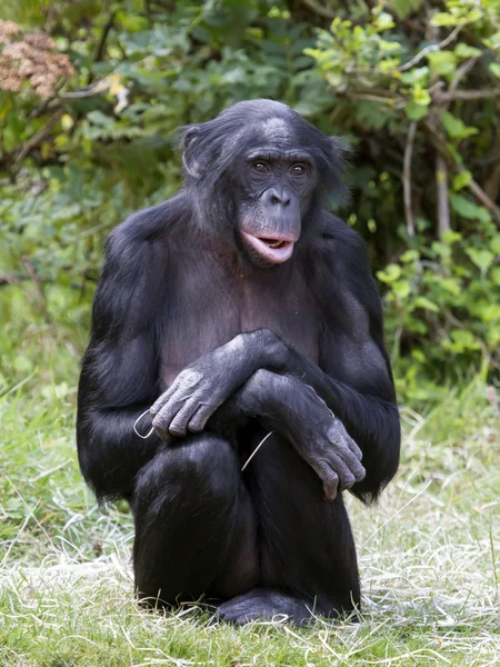 Бонобо — стоковое фото
