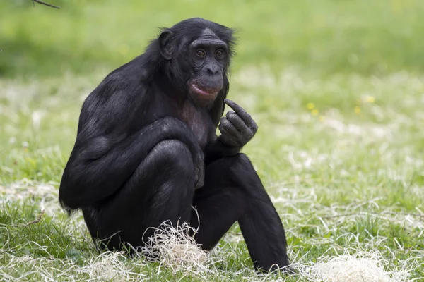 Bonobo. —  Fotos de Stock