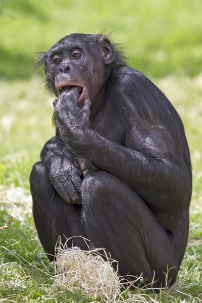 Bonobo — Photo