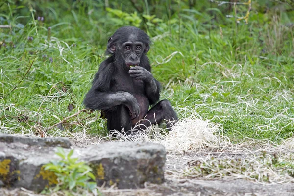 Bonobó — Stock Fotó