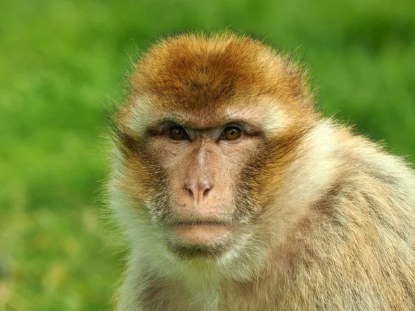 Berber monkey — Stock Photo, Image