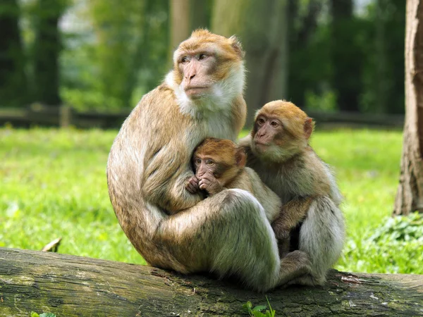 Mãe macaco berbere com crianças — Fotografia de Stock