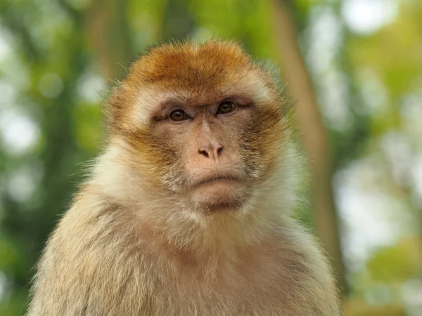 Macaco berbere — Fotografia de Stock