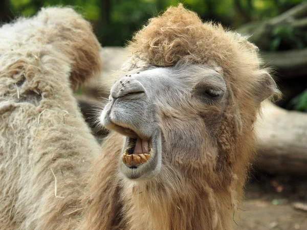 Camel — Stock Photo, Image