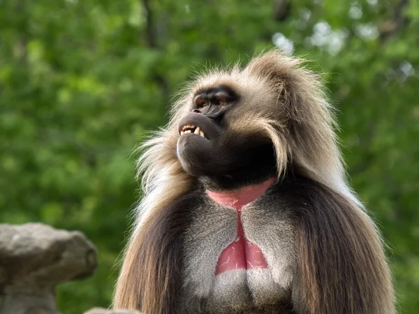 Gelada masculina — Fotografia de Stock