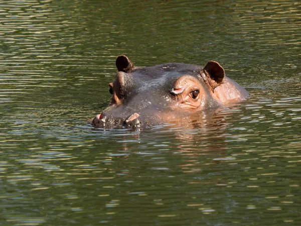 Nilpferd — Stockfoto