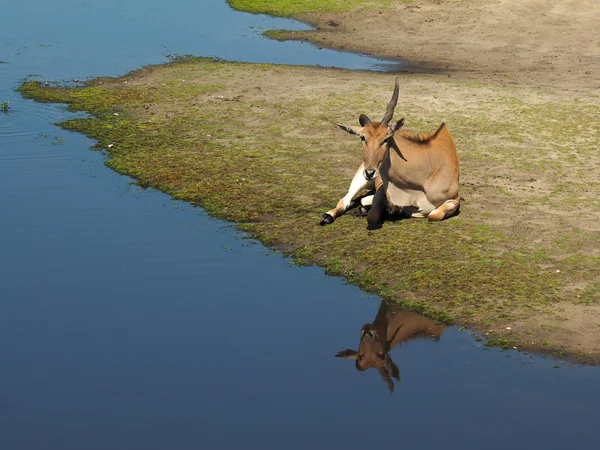 Taurotragus oryx vicino all'acqua — Foto Stock