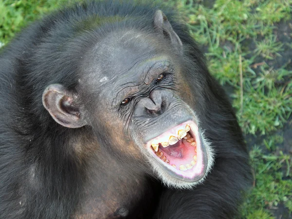 Chimpanzee — Stock Photo, Image