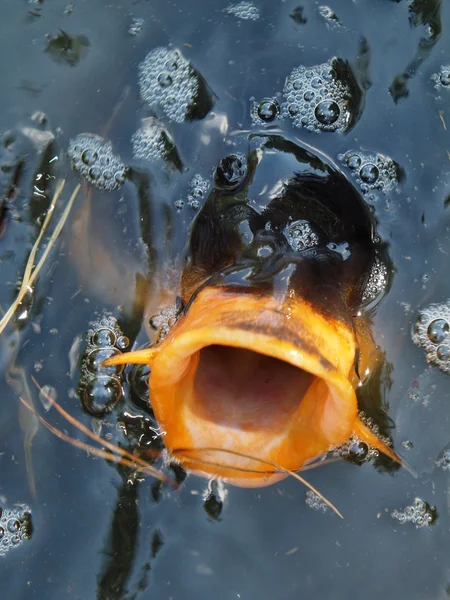 Boca de peixe — Fotografia de Stock