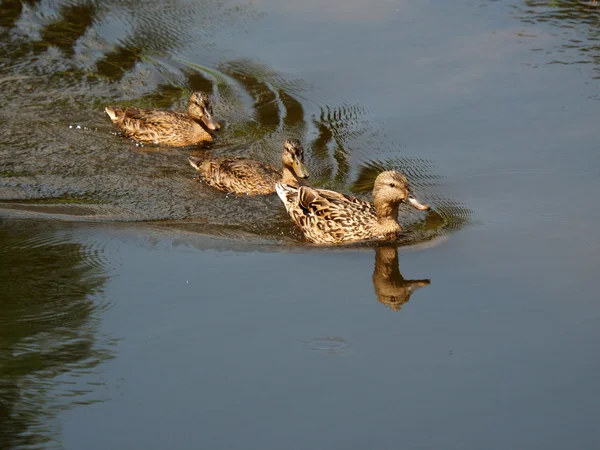 Ducks — Stock Photo, Image