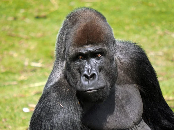 Silverback gorilla — Stock Photo, Image