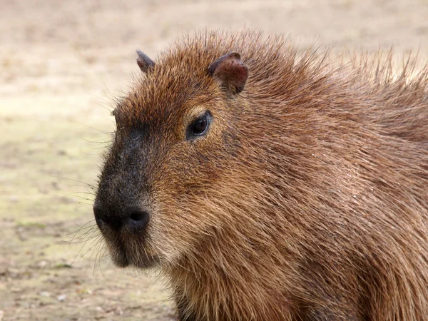 Gros plan de Capybara à l'extérieur — Photo