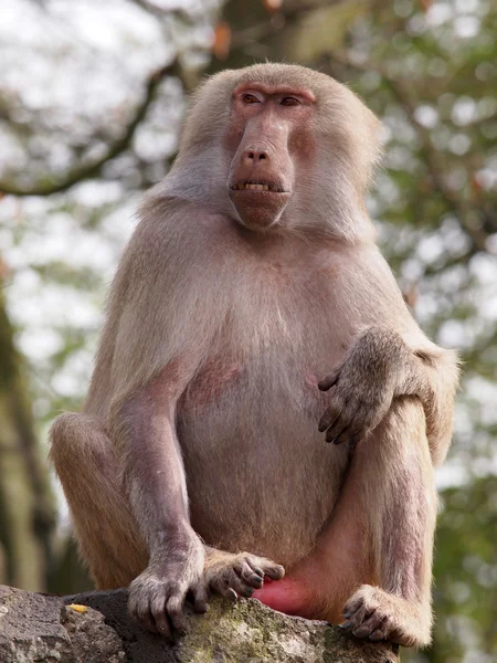 Baboon — Stock Photo, Image