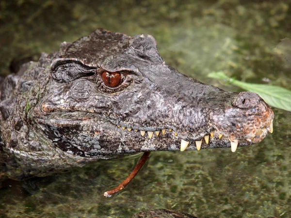 Dvärg Caiman — Stockfoto