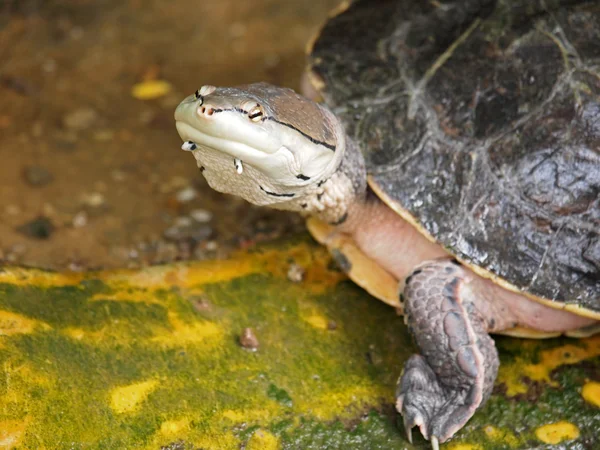 Water schildpad — Stockfoto