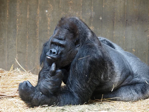 Gorilla allo zoo — Foto Stock