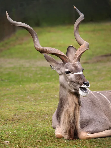 Büyük kudu portre — Stok fotoğraf