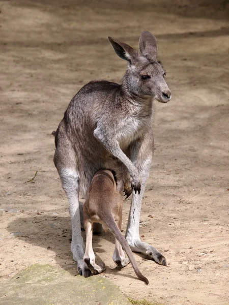 Känguru mamma och hennes barn — Stockfoto