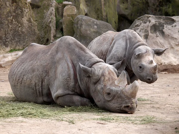 Zwei Nashorn-Jungtiere — Stockfoto