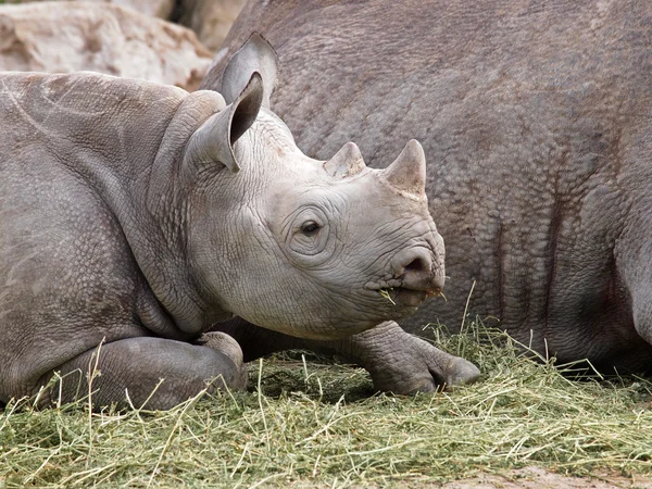 Rhino młodzik — Zdjęcie stockowe