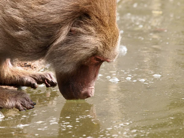 Water drinking baboon — Stock Photo, Image