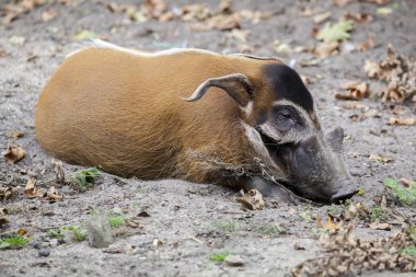 Kum üzerine yalan fırça domuz