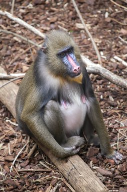 Kadın Mandrill'di oturan bırakır