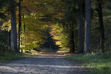 Beautiful forest path
