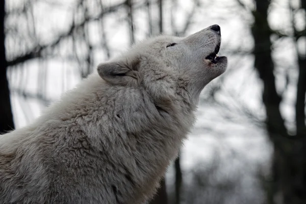 Lobo branco da baía de Hudson — Fotografia de Stock