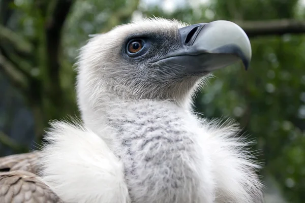 Close up of Vulture outdoors — Stock Photo, Image