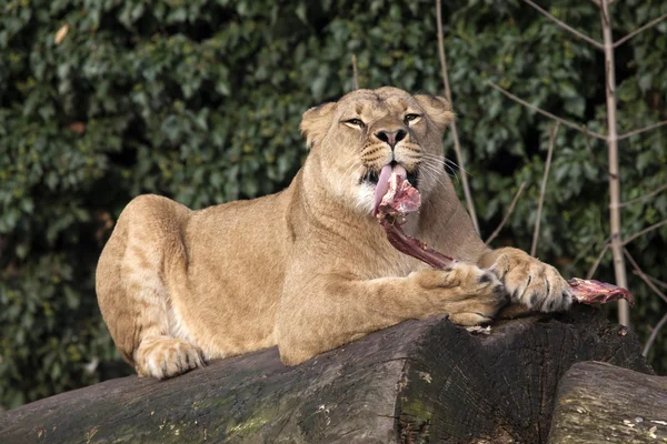 Leona comiendo carne en el tronco — Foto de Stock